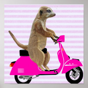 Meerkat op roze brommer poster