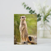 Meerkat op stoom briefkaart (Staand voorkant)