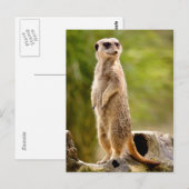 Meerkat op stoom briefkaart (Voorkant / Achterkant)