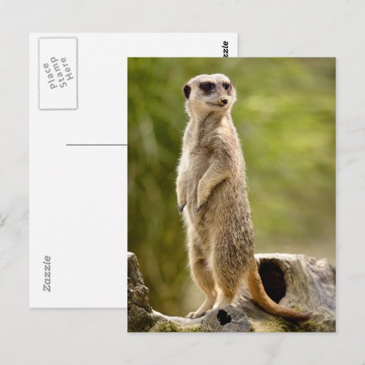 Meerkat op stoom briefkaart (Voorkant / Achterkant)