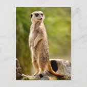 Meerkat op stoom briefkaart (Voorkant)