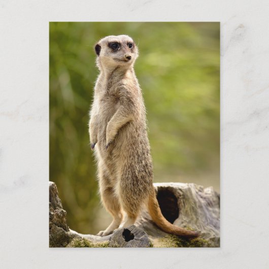 Meerkat op stoom briefkaart (Voorkant)