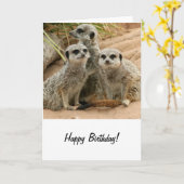 Meerkat op uitkijkplaats kaart (Gele Bloem)