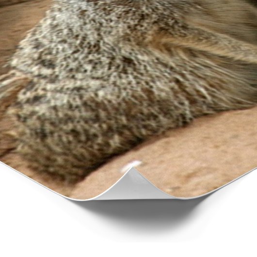 Meerkat op uitkijkplaats poster (Hoek)