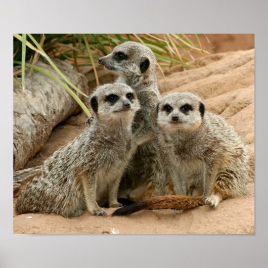 Meerkat op uitkijkplaats poster (Voorkant)
