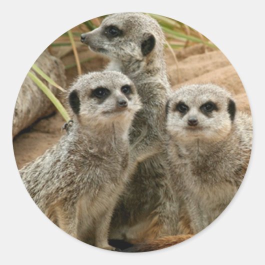Meerkat op uitkijkplaats ronde sticker (Voorkant)