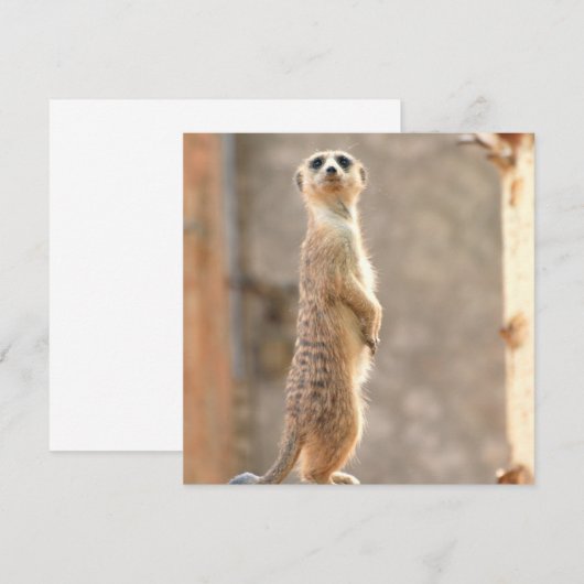 Meerkat over Aandacht uitnodigingen (Voorkant / Achterkant)