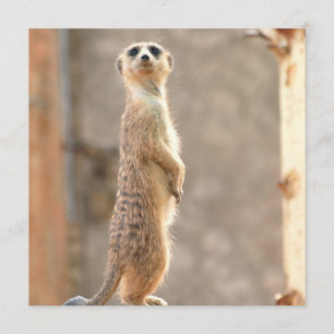 Meerkat over Aandacht uitnodigingen