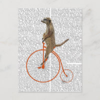 Meerkat over Oranje Penny Farthing