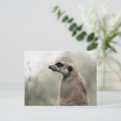 Meerkat over wachtdienst - Briefkaart (Staand voorkant)