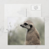 Meerkat over wachtdienst - Briefkaart (Voorkant / Achterkant)