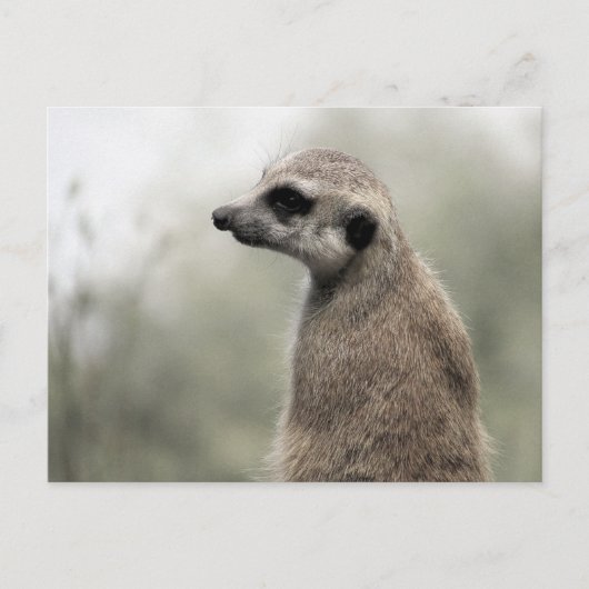 Meerkat over wachtdienst - Briefkaart (Voorkant)