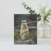 Meerkat Photo Briefkaart (Staand voorkant)