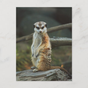 Meerkat Photo Briefkaart