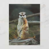 Meerkat Photo Briefkaart (Voorkant)