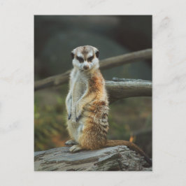 Meerkat Photo Briefkaart