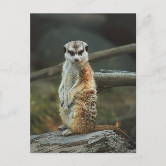 Meerkat Photo Briefkaart (Voorkant)