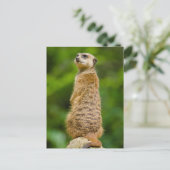 Meerkat Photo Briefkaart (Staand voorkant)