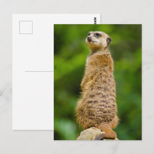 Meerkat Photo Briefkaart (Voorkant / Achterkant)
