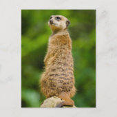 Meerkat Photo Briefkaart (Voorkant)