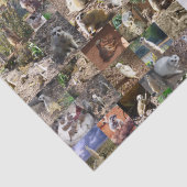 Meerkat Photo Collage Tissuepapier (Detail)