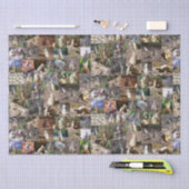 Meerkat Photo Collage Tissuepapier (Craft)
