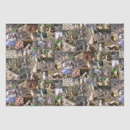 Meerkat Photo Collage Tissuepapier (Voorkant)