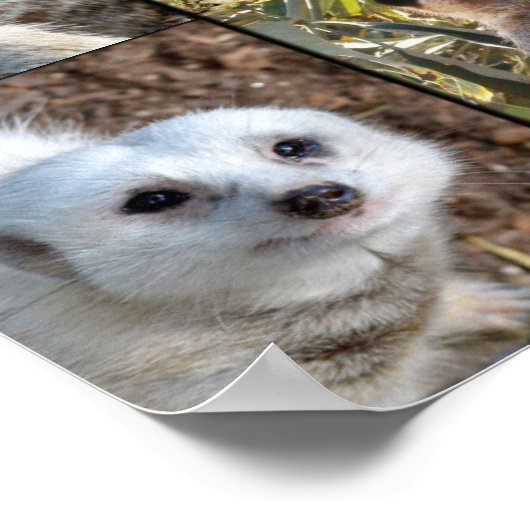 Meerkat Photo Collage Value Wall Poster (Hoek)