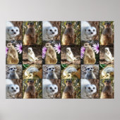 Meerkat Photo Collage Value Wall Poster (Voorkant)