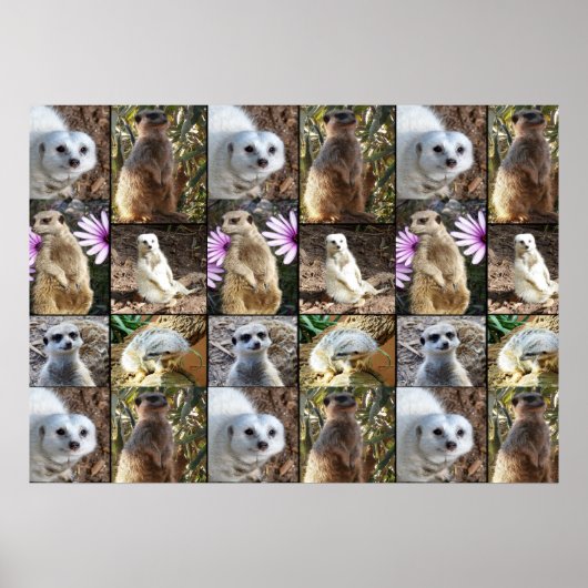 Meerkat Photo Collage Value Wall Poster (Voorkant)