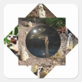 Meerkat Polyscope, Vierkante Sticker (Voorkant)