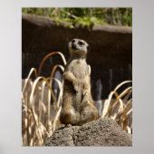 Meerkat Poser Poster (Voorkant)