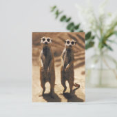 Meerkat postards briefkaart (Staand voorkant)