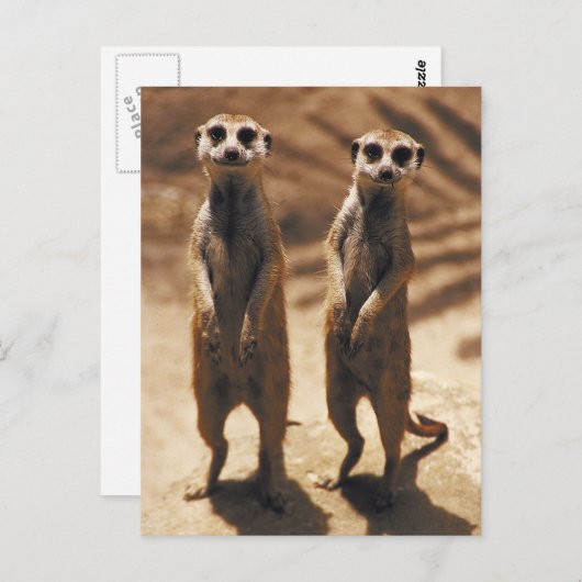 Meerkat postards briefkaart (Voorkant / Achterkant)