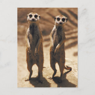 Meerkat postards briefkaart