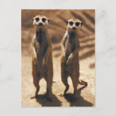 Meerkat postards briefkaart (Voorkant)