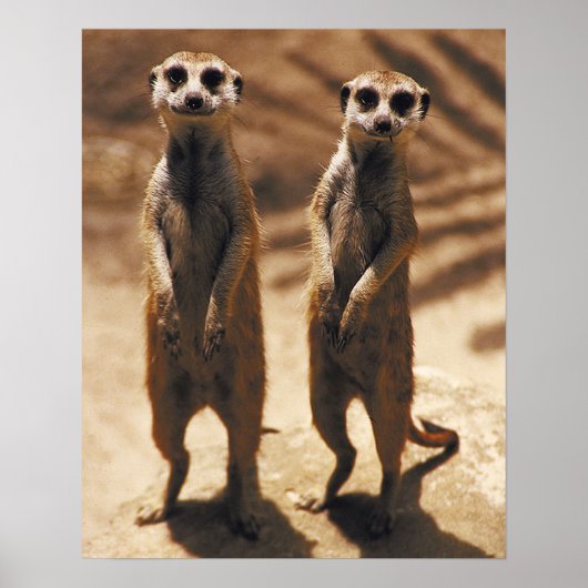 Meerkat Poster (Voorkant)