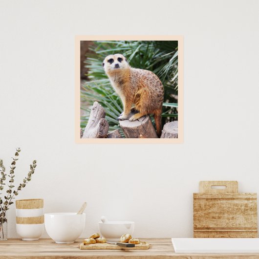 Meerkat Poster (Keuken)