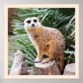 Meerkat Poster (Voorkant)