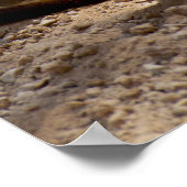 Meerkat Poster (Hoek)