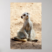 Meerkat Poster (Voorkant)