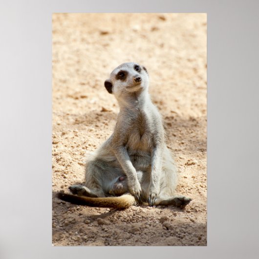 Meerkat Poster (Voorkant)