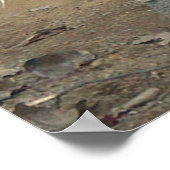 Meerkat Poster (Hoek)