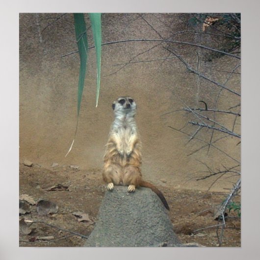Meerkat Poster (Voorkant)