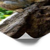 Meerkat Poster (Hoek)