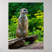 Meerkat Poster (Voorkant)