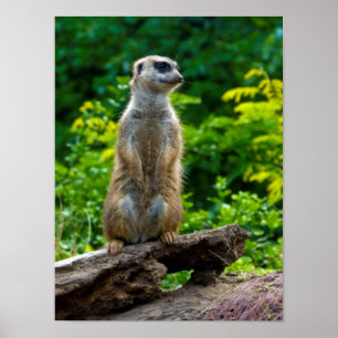 Meerkat Poster