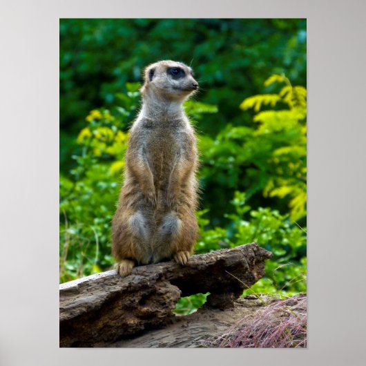 Meerkat Poster (Voorkant)