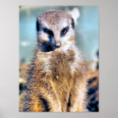 MEERKAT POSTER (Voorkant)