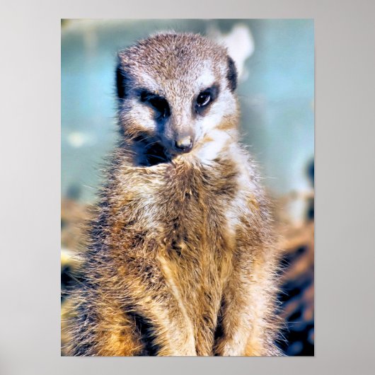 MEERKAT POSTER (Voorkant)